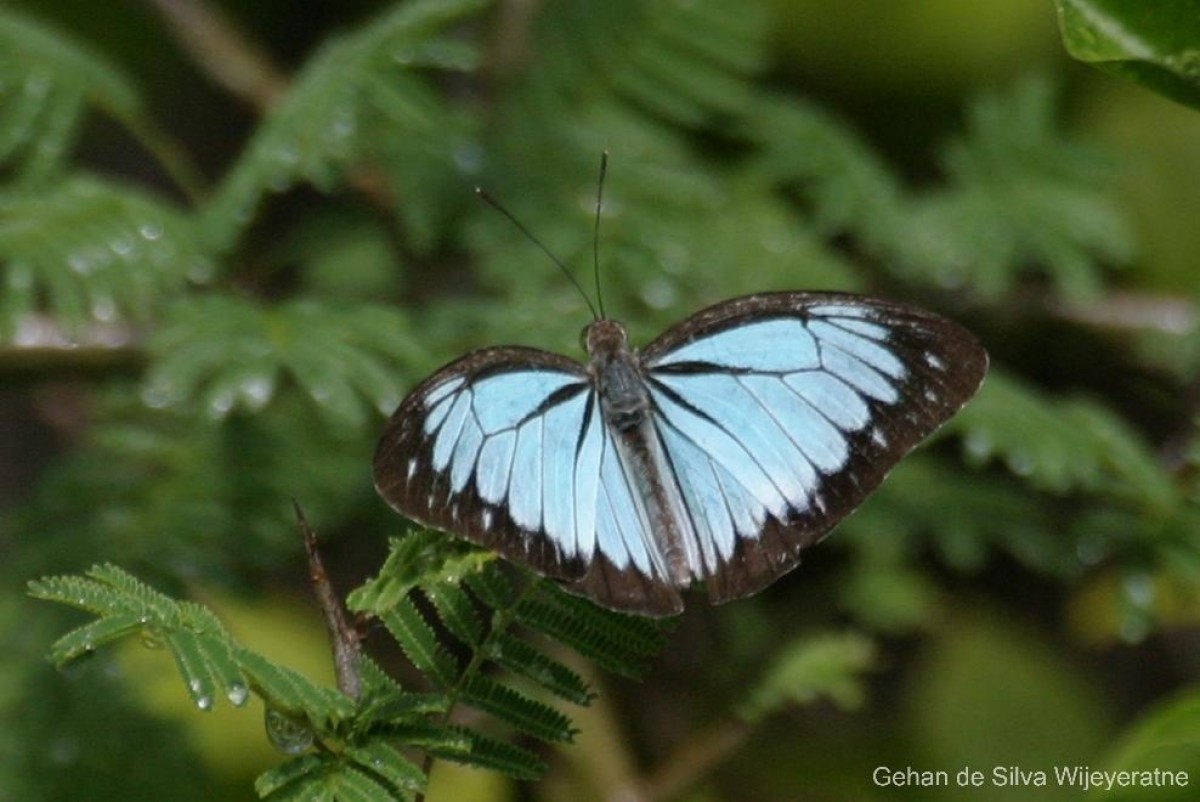 Pareronia ceylanica